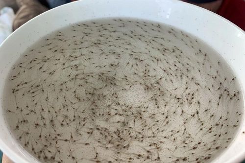 Ninh Thuận khẳng định thương hiệu trung tâm sản xuất tôm giống chất lượng cao