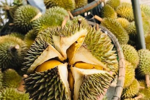 Sầu riêng mini Thái Lan đổ bộ chợ Việt với giá 'siêu rẻ', chỉ từ 50 nghìn đồng/quả