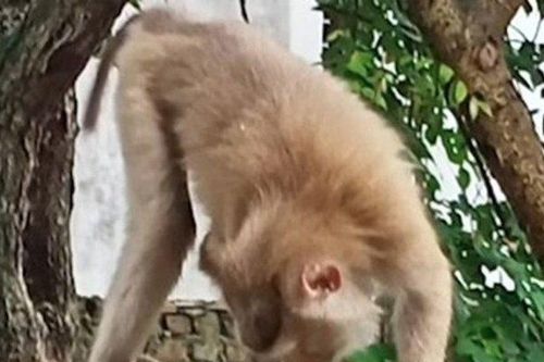 Hải Phòng: Xuất hiện đàn khỉ hoang 'ghé thăm' các hộ dân trong phố