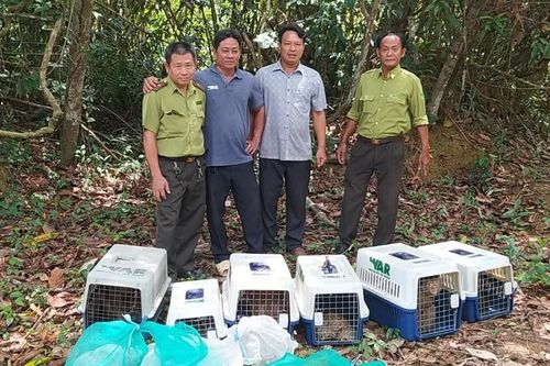 Thả 13 cá thể động vật hoang dã về với rừng Mã Đà
