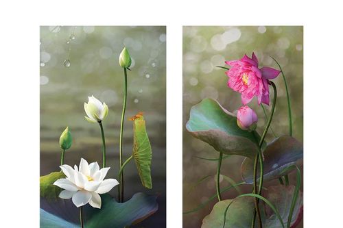 'Tình sen': Triển lãm nhiếp ảnh đầu tay của Hoàng Bích Vân