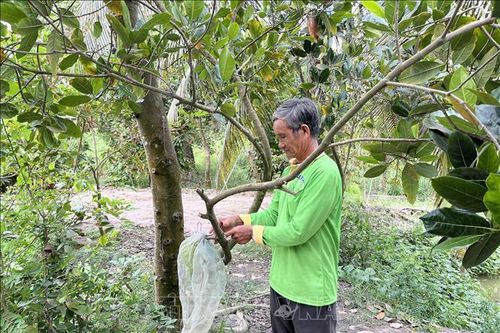 Người dân Long An chờ mưa 'cứu' cây ăn trái
