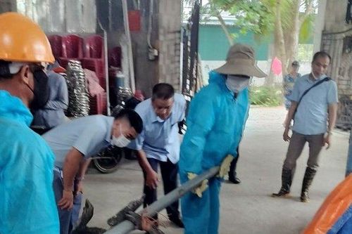 Quảng Ninh: Tiêu hủy 12 con lợn mắc dịch bệnh tả lợn châu Phi