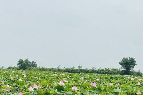 Tháng Năm trên quê Bác tỏa ngát hương sen