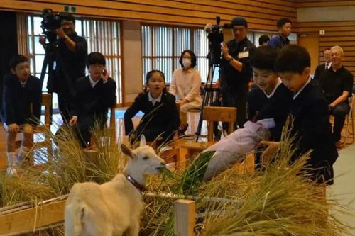 Trường tiểu học Nhật Bản tuyển dê con làm 'học sinh'