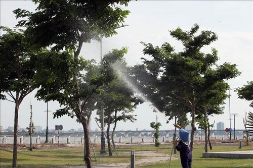 Phú Yên: Các dự án trồng, chăm sóc cây xanh được thực hiện đúng theo quy định