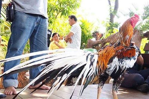 Con gà chọi được trả 14 tỷ đồng, người phụ nữ vẫn quyết không bán