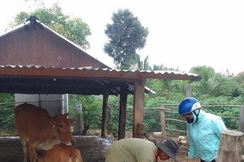 Gia Lai: Phát hiện ổ dịch lở mồm long móng ở huyện Mang Yang
