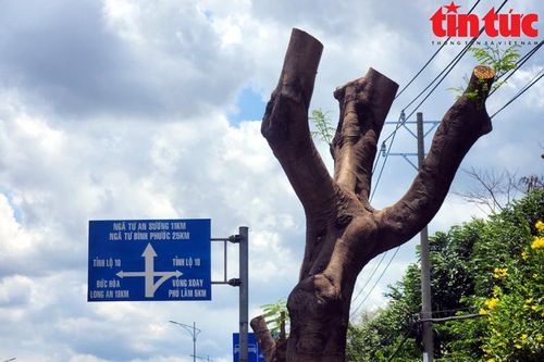 TP Hồ Chí Minh: Cắt tỉa gần 700 cây xanh, nạo vét cống thoát nước trong mùa mưa