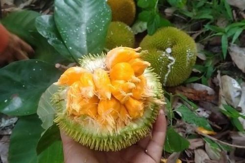 Loại mít tí hon trước rụng đầy gốc không ai nhặt, giờ giá lên đến 90.000 đồng/kg