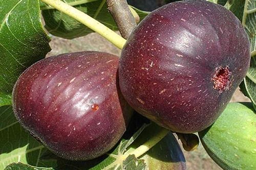 Trồng sung Mỹ, nông dân Lâm Đồng 'hái ra tiền'