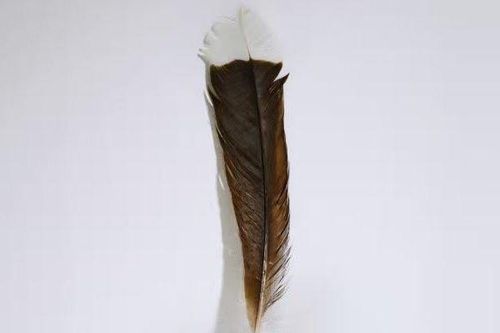 Đại gia bí ẩn xuống tiền mua chiếc lông chim với giá 725 triệu đồng