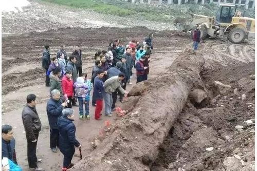 Anh nông dân đào được cây gỗ 'đen sì' dài 20m, nghi là 'Đông phương thần mộc' trị giá hơn 350 tỷ đồng, hiện trường lập tức được phong tỏa