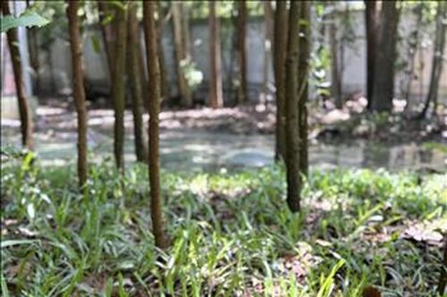 Tê tê sinh con trong trung tâm cứu hộ động vật