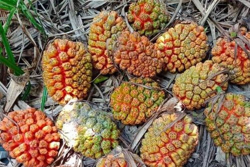 Loại quả xưa có đầy không ai hái, giờ thành đặc sản lạ được nhiều người săn lùng, có tiền cũng khó mua được