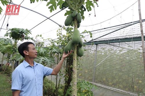 Phát triển rau màu theo hướng hàng hóa