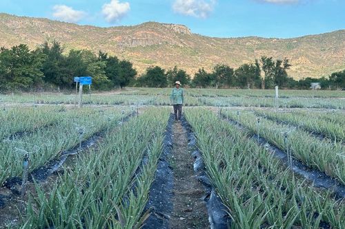 Hàng chục nghìn ha cây trồng ở Trung Bộ có nguy cơ thiếu nước vụ hè thu năm 2024