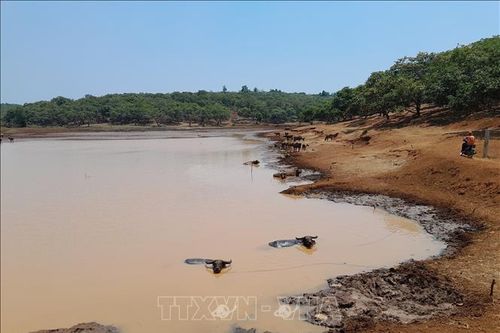 Mưa liên tục giúp người dân vùng biên Bình Phước có nước sinh hoạt, tưới tiêu