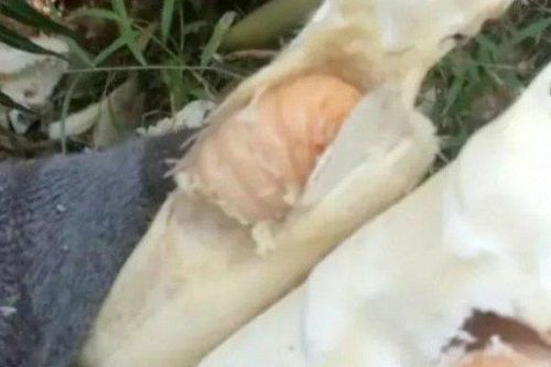 Vào rừng chặt tre bỗng vớ 'mỏ vàng', giá gần 400.000đ/kg, ở Việt Nam có đầy mà ít người biết