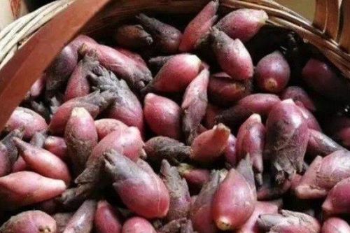 Kỳ lạ loại măng 'lai' gừng, giá hơn trăm nghìn/kg nhưng có tiền cũng chưa chắc mua được