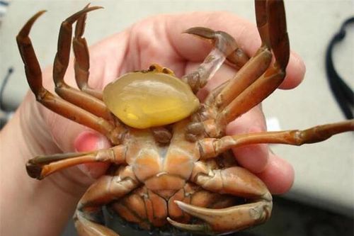 Giật mình cua đực mang trứng và quá trình 'chuyển giới' kỳ quặc