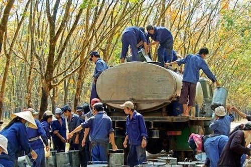 Tập đoàn Công nghiệp Cao su Việt Nam bầu bổ sung nhiều lãnh đạo
