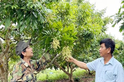 Anh nông dân đút túi hàng tỷ đồng nhờ trồng cây có quả 'ngọt ngào khó quên'