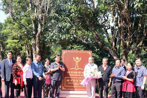Ngọt chát vị chè cổ thụ