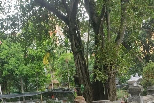 Bắt con khỉ hoang ở trung tâm Hà Nội, chuyên quấy phá người dân