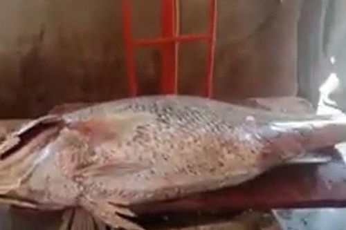 Clip: Người đàn ông câu được con cá nặng 48kg có giá 790 triệu đồng