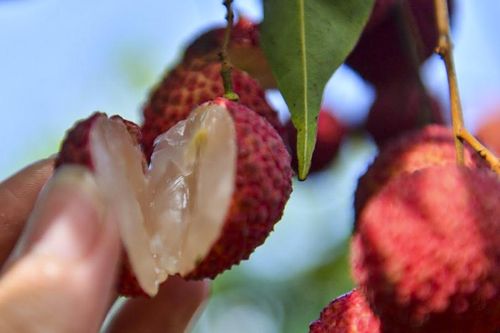 Quả vải tốt cho người bệnh tiểu đường, nhưng nên ăn bao nhiêu thì đủ?
