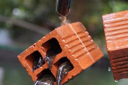 Mát tay nuôi con vật 'xấu bụng', anh nông dân nhẹ nhàng kiếm tiền tỷ