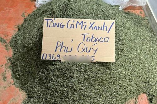 Quyết liệt ngăn chặn ma túy núp bóng 'cỏ Mỹ'
