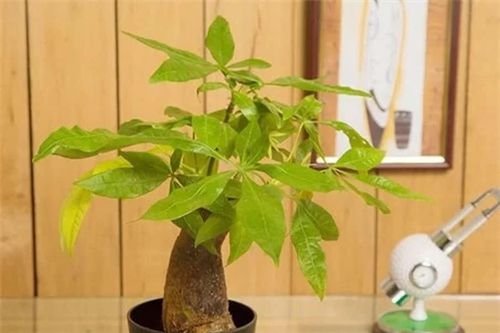 Top 5 cây phong thủy để bàn giúp dân công sở tài lộc 'ầm ầm'