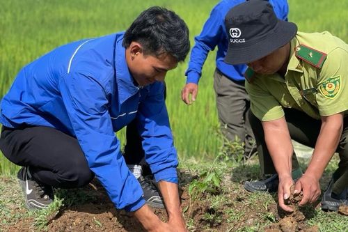 Kon Tum trồng hàng trăm nghìn cây xanh nhân dịp Tết trồng cây