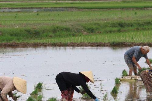 Trả gần nửa triệu/ngày, chủ ruộng vẫn 'vàng mắt' tìm người cấy thuê
