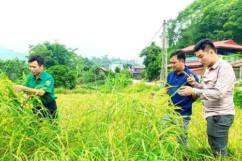 Thất bát vì mua lúa giống trên mạng