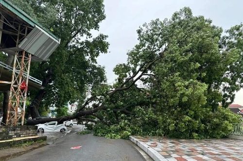 Ô tô mới mua bị cây xà cừ bật gốc đè bẹp rúm sau mưa lớn