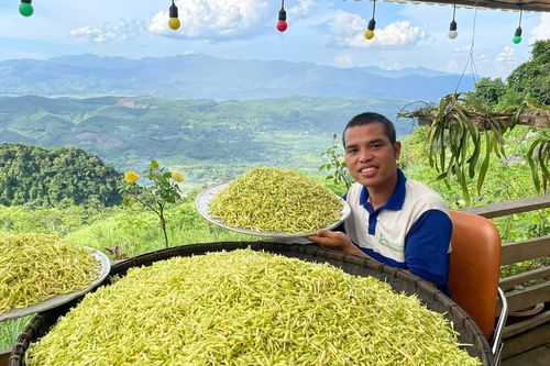 Anh nông dân ở Hòa Bình thoát nghèo từ cây đu đủ đực