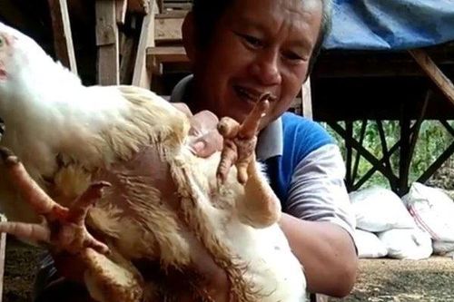 Con gà 4 chân được trả 92 triệu đồng, người đàn ông quyết không bán