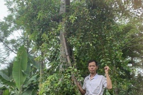 Hái 'lộc trời' sống trên 'cây có ma', bán Tết Đoan Ngọ thu hàng trăm triệu đồng