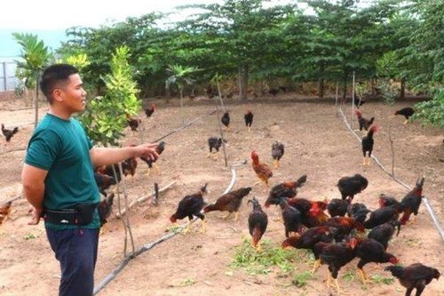 Chàng trai 9X thu lãi 3 tỷ đồng/năm nhờ chí làm giàu trên vùng 'đất khó'