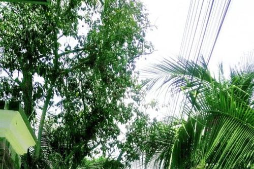 Ngoại tôi tóc bạc da mồi…