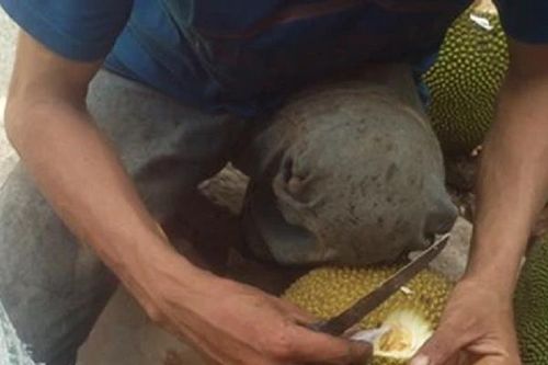5 loại quả dễ 'tắm' hóa chất, bỏ túi mẹo hay này để nhận biết bằng mắt thường