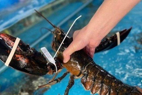 Tôm hùm Alaska 'bơi tung tăng' được bán với giá 'siêu rẻ', chỉ từ 350 nghìn đồng/con