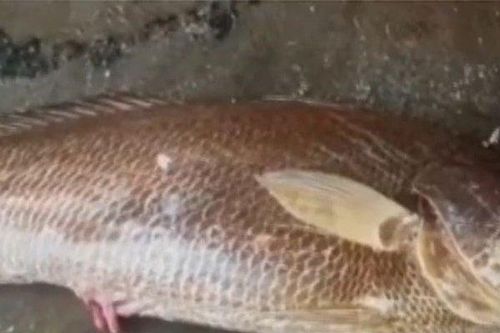 Bắt được con cá nặng 28kg, ngư dân liền bán với giá 88 triệu đồng