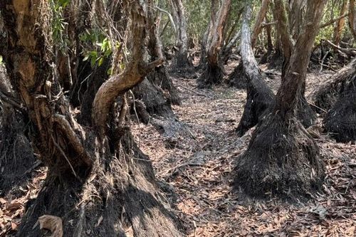 Cháy rừng ở Vườn Quốc gia Tràm Chim nhìn từ góc độ sinh thái học