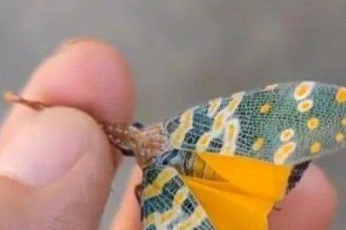 Việt Nam có loài 'voi bay', vị ngon hơn thịt gà, nước ngoài bán hơn 2 triệu/kg vẫn ùn ùn người mua
