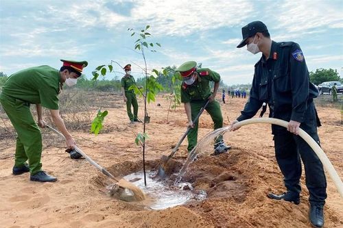 Bình Thuận: Kế hoạch triển khai nhân rộng các công trình trồng cây xanh