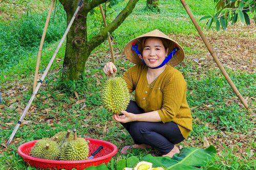 Thăm vườn sầu riêng 'xứ tràm'
